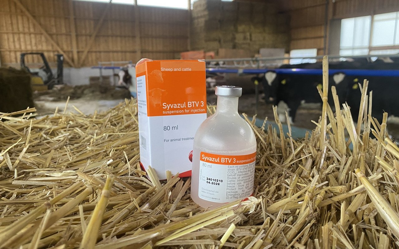 Impfstoffe gegen BTV-3 dürfen neu auch eingesetzt werden.