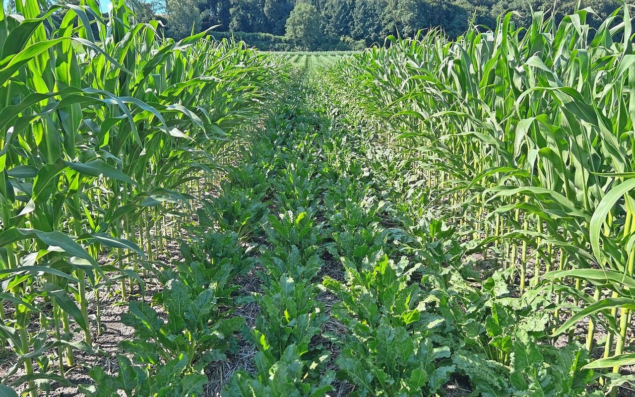 Der Mais beschattet die Zuckerrüben. Das Feld ist ziemlich genau Nord-Süd ausgerichtet, womit die Rüben nur am Mittag in der Sonne stehen. 