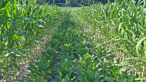 Der Mais beschattet die Zuckerrüben. Das Feld ist ziemlich genau Nord-Süd ausgerichtet, womit die Rüben nur am Mittag in der Sonne stehen. 