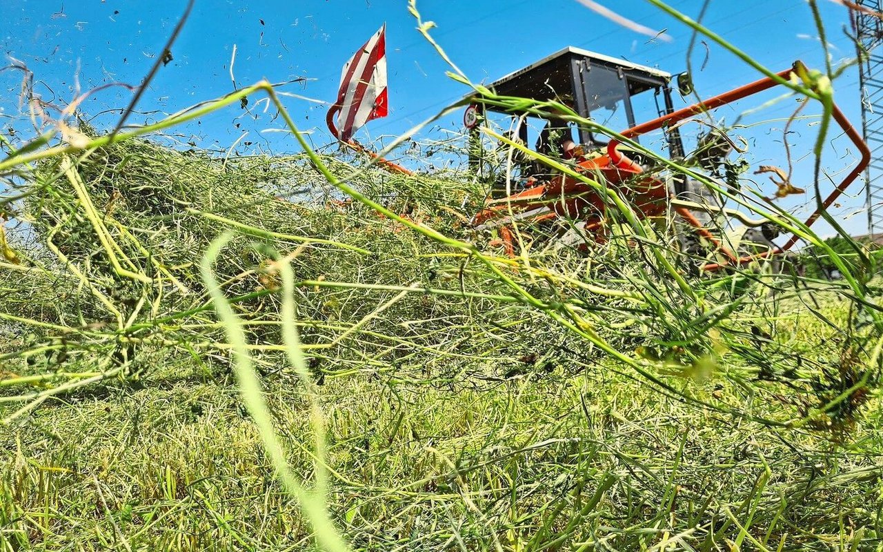 Je höher die Trocknung auf dem Feld erfolgt, desto höher fallen die Bröckelverluste aus.