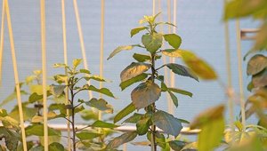 Genomische Pflanzenzüchtung in der Schweiz Apfelpflanzen stehen in Töpfen im Gewächshaus.