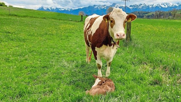 Neugeborene Kälber sind besonders anfällig und können sich über Nase, Maul und Nabel mit unzähligen Erregern infizieren. 