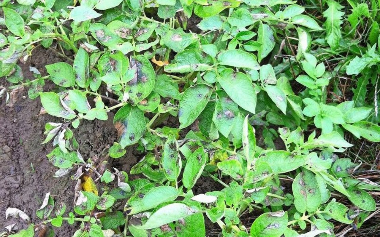 Die schokoladen-braunen Flecken auf dem Kartoffelkraut sind charakteristisch für einen Befall der Kraut- und Knollenfäule.