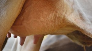 Zitzenversiegler Das Euter einer Milckuh