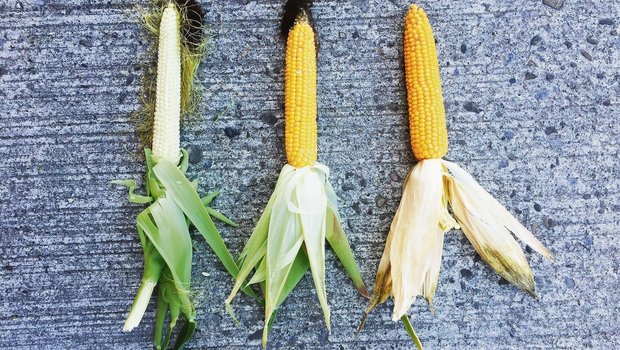 Der Reifegrad für Silomais ist erreicht, wenn das Korn mit dem Fingernagel ritzbar und innen teigig bis mehlig ist. 