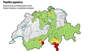 Die Japankäfer-Situation in der Schweiz. Nördlich der Alpen gibt es Befallsherde im Oberwallis, Kloten und Basel. 