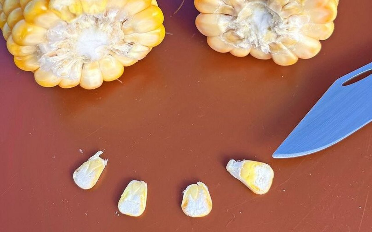 Die beiden Maiskörner links sind erntereif: 2/3 vom Korn sind reif, etwa 45 bis 50 % TS. Die beiden Maiskörner rechts sind noch nicht ganz erntereif. Erst die Hälfte des Korns ist reif, was etwa 40 bis 45 % TS entspricht.