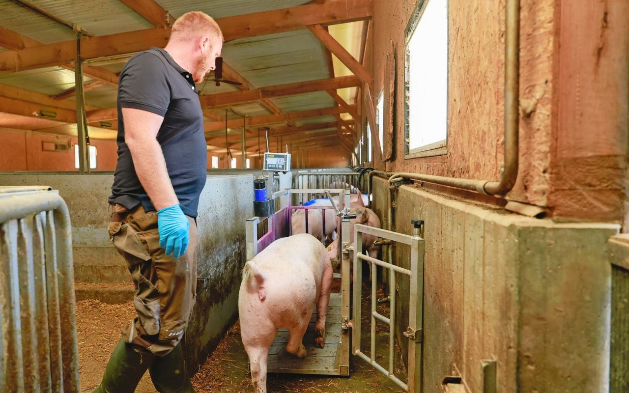 Landwirt Silvan Vogel wiegt seine Mastschweine mithilfe einer geeichten Einzeltierwaage, welche er im Treibgang platziert.