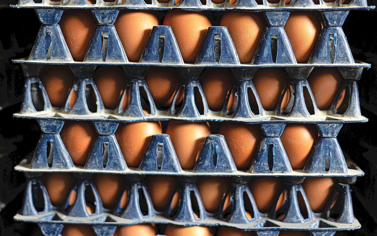 Auf dem Geflügelhof Schönenbühl werden 40 bis 50 Prozent der Eier direktvermarktet. 