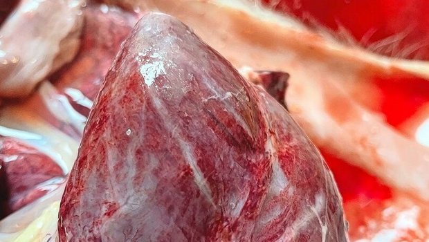 Dieses Herz zeigt MAP-typische Einblutungen, die zu streifigen Verfärbungen führen.