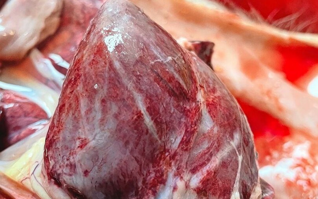 Dieses Herz zeigt MAP-typische Einblutungen, die zu streifigen Verfärbungen führen.