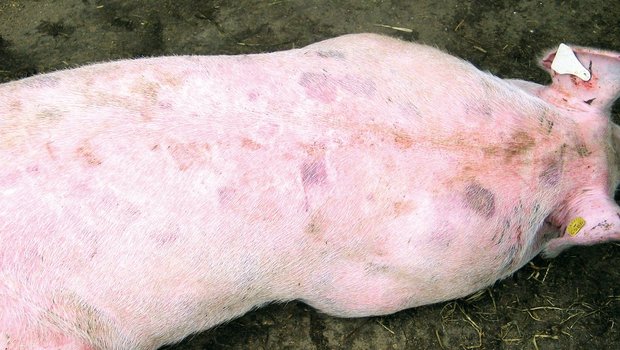 Die für Rotlauf typischen rechteckigen, leicht erhabenen Rötungen werden Backsteinblattern genannt. Bild: Suisag