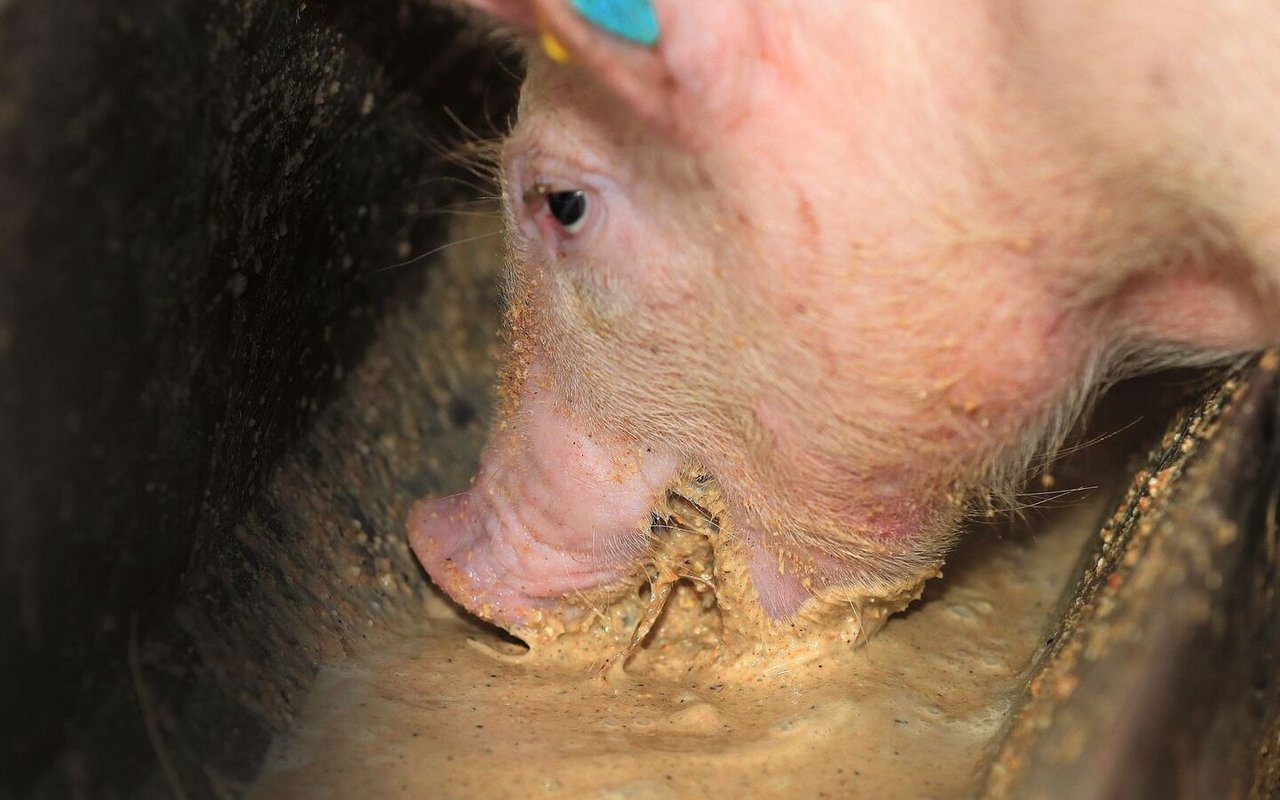 Neue Forschungsergebnisse und veränderte Umwelteinflüsse machen Anpassungen in der Schweinefütterung unausweichlich.        