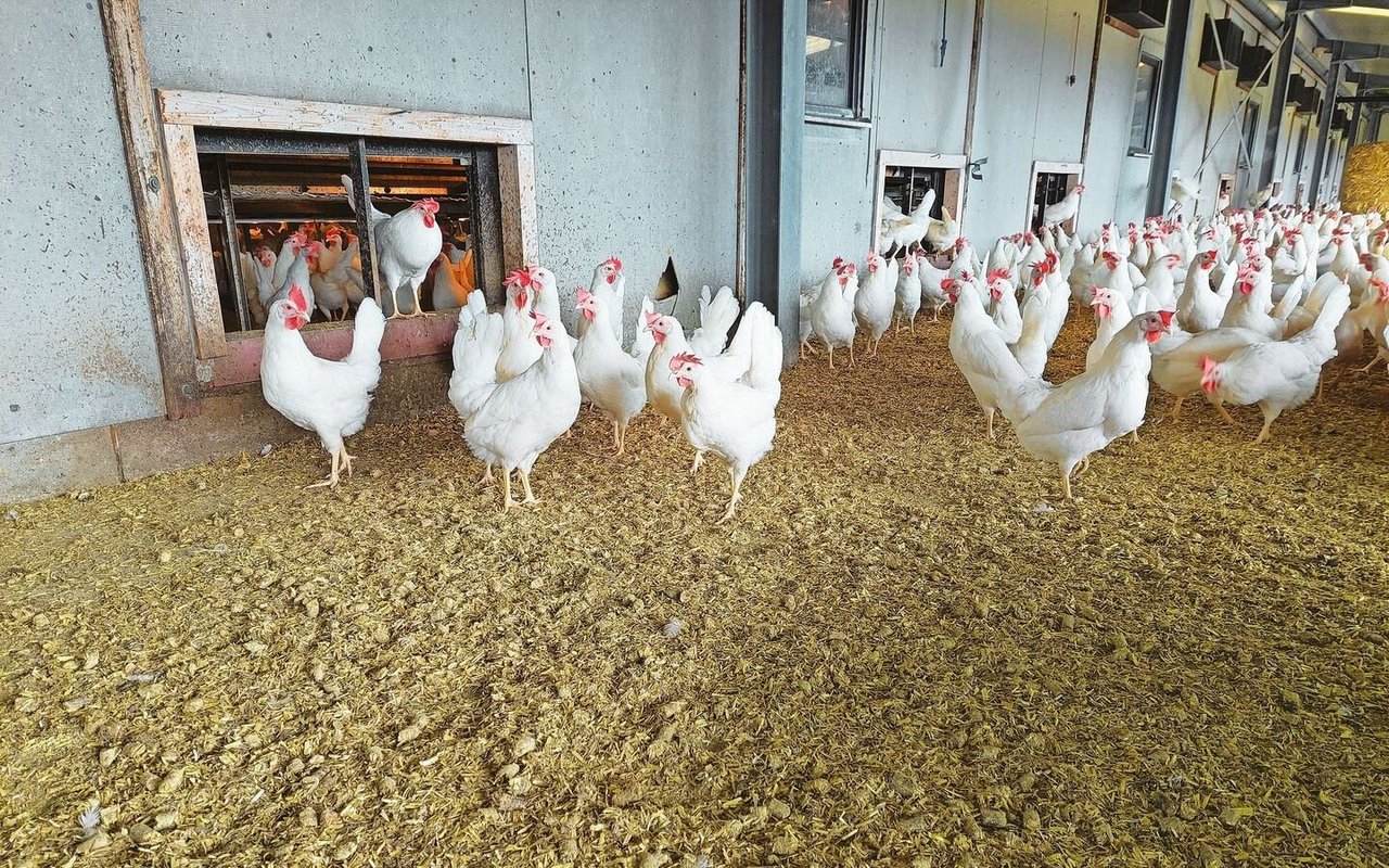 Res Fiechter setzt die Strukturpellets bei seinen Legehennen ein. Mit dieser Einstreu sind die Hennen und Eier sauberer und das Zehenpicken ist kein Thema mehr.  