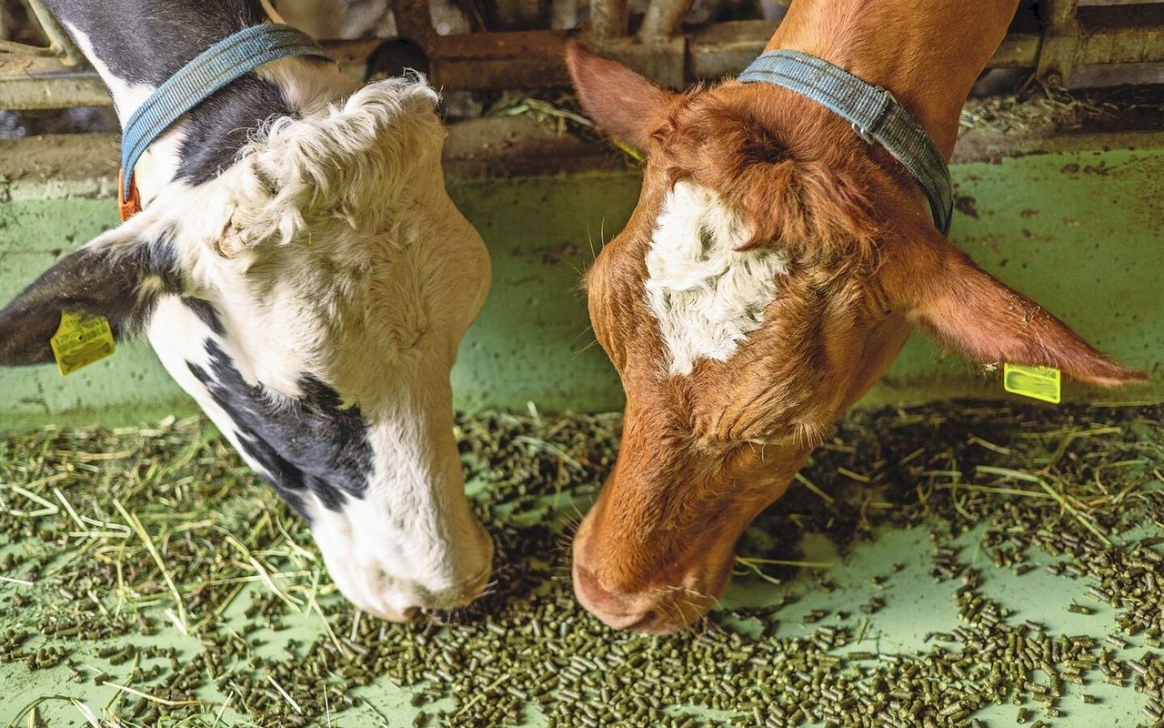 Die Graspellets haben eine hohe Schmackhaftigkeit und können daher auch sehr gut als Lockfutter genutzt werden. 