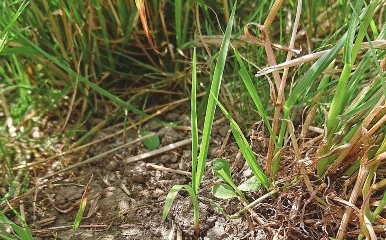 Die Borstenhirse hat schmalere Blätter.