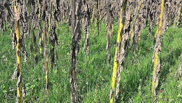 Eine gut entwickelte Untersaat mit Englischem Raigras, Gelbklee und Inkarnatklee unterdrückt die Spätverunkrautung.Bild: Carol Tanner