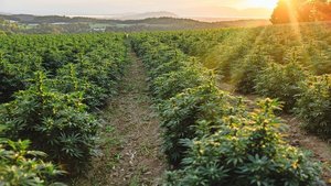 Ein Standort ohne Nebel ist von Vorteil.