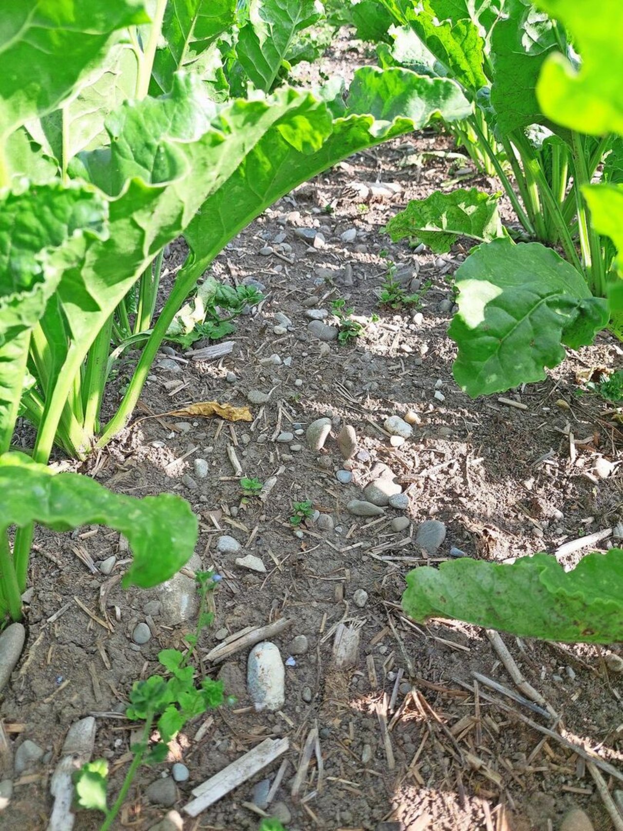 Die Mulchsaat blieb unkrautmässig sauber dank der Glyphosat-Behandlung.