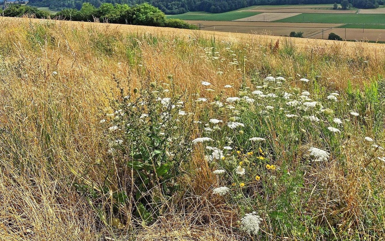 Im Herbst gesäte Buntbrachen sind weniger artenreich. Bei hohem Unkrautdruck von Frühjahrskeimern kann sich eine Herbstsaat aber lohnen.