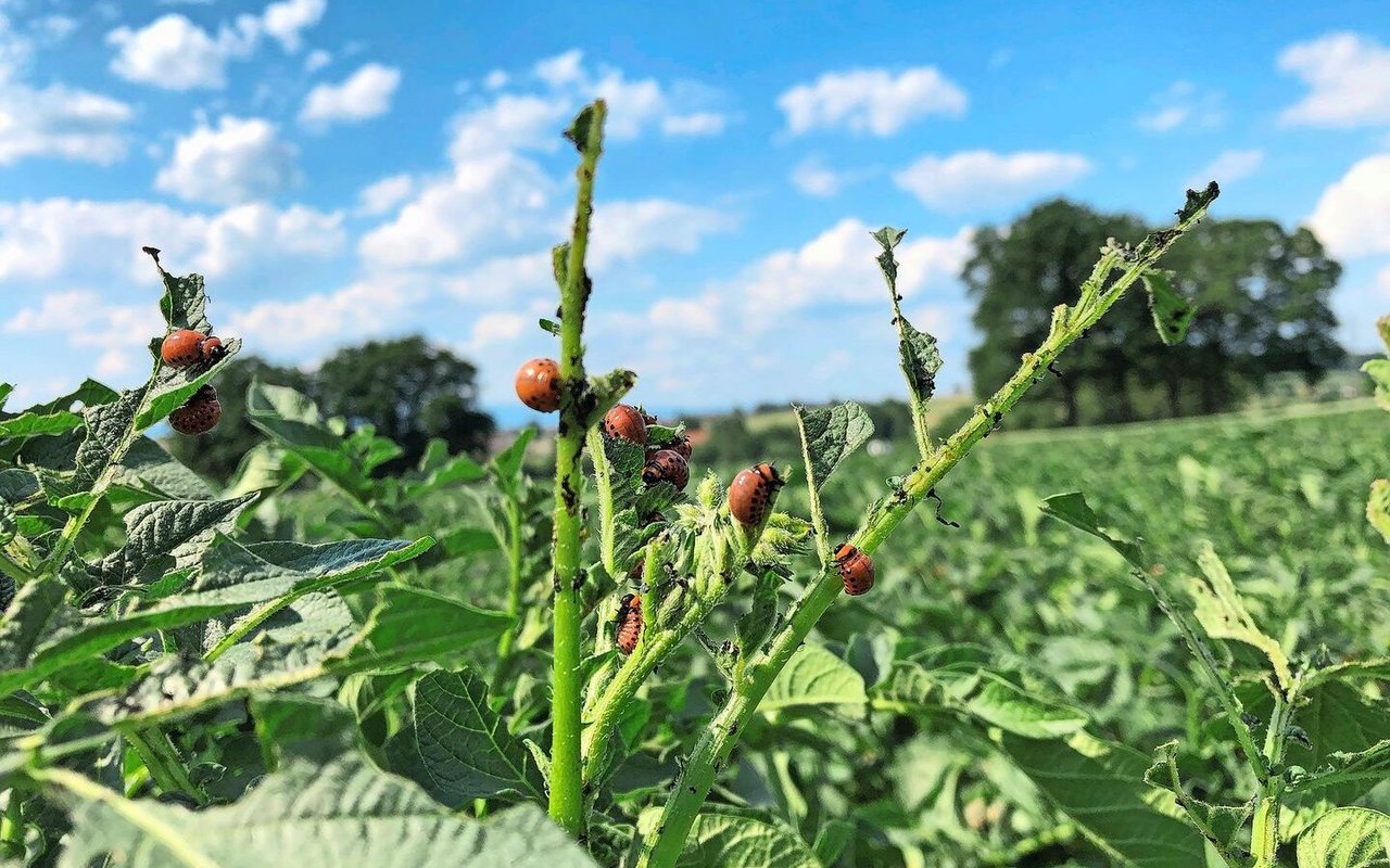 Je nach Larvenstadium eignen sich unterschiedliche Mittel zur Bekämpfung. Im Programm «PSM-Verzicht» ist der Einsatz von Neem-Produkten nicht erlaubt.