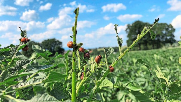 Je nach Larvenstadium eignen sich unterschiedliche Mittel zur Bekämpfung. Im Programm «PSM-Verzicht» ist der Einsatz von Neem-Produkten nicht erlaubt.