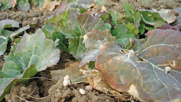 Bei der Aufteilung der Düngergaben gilt es, auf den Zustand des Rapses Rücksicht nehmen. Bild: Hans Ramseier