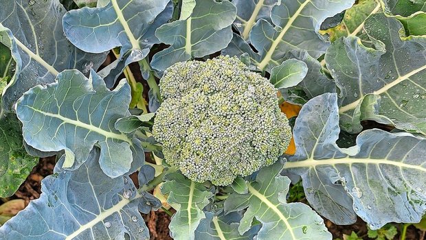 Ein typisches Symptom von Hitzestress bei Brokkoli sind hellgrüne Flecken auf der Blume, Katzenaugen genannt.