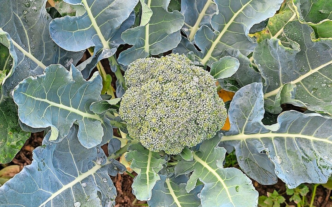 Ein typisches Symptom von Hitzestress bei Brokkoli sind hellgrüne Flecken auf der Blume, Katzenaugen genannt.