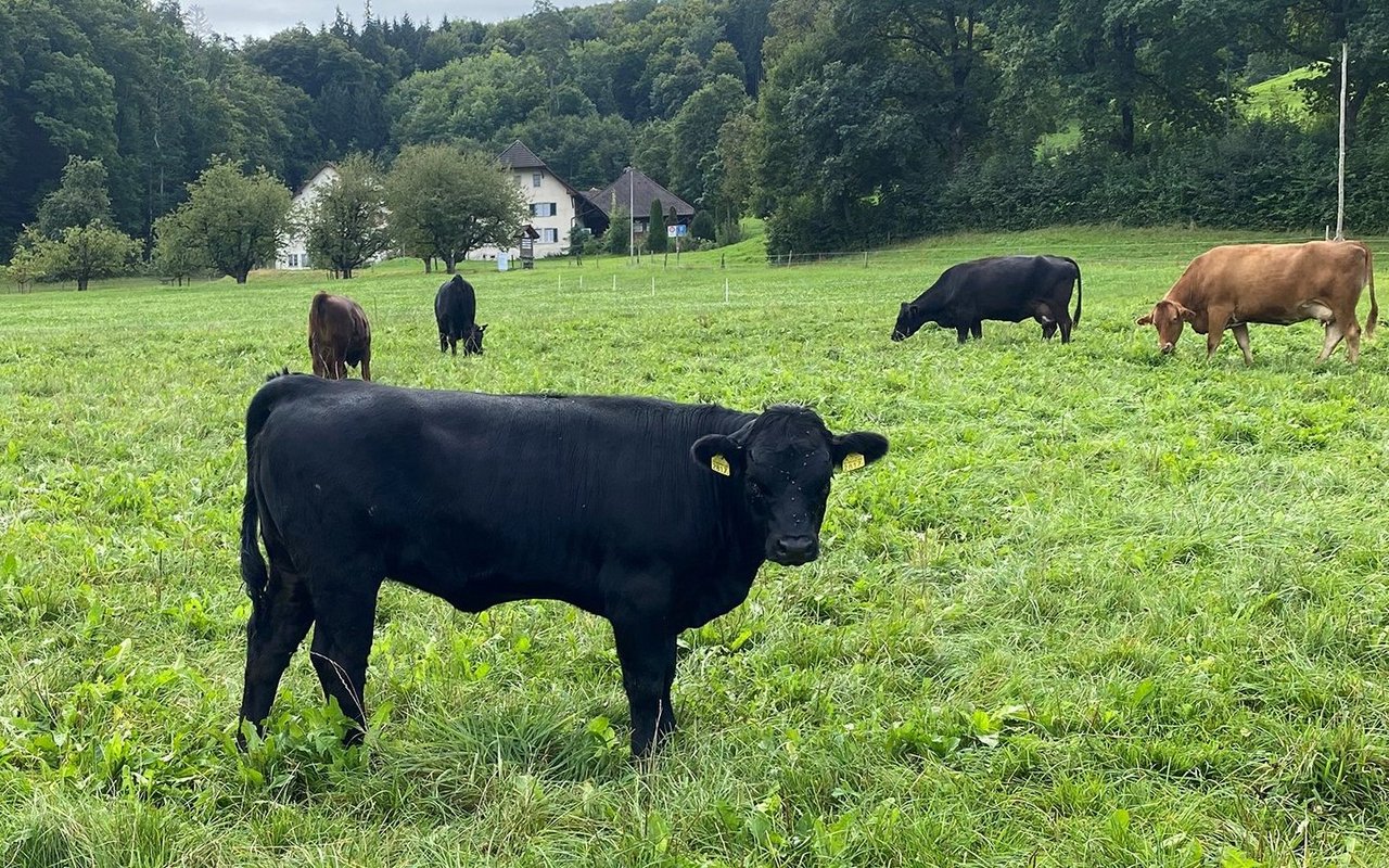 Ob im Stall oder auf der Weide: Wichtig sind die Einhaltung der Biosicherheit und die genaue Überwachung der Tiergesundheit.