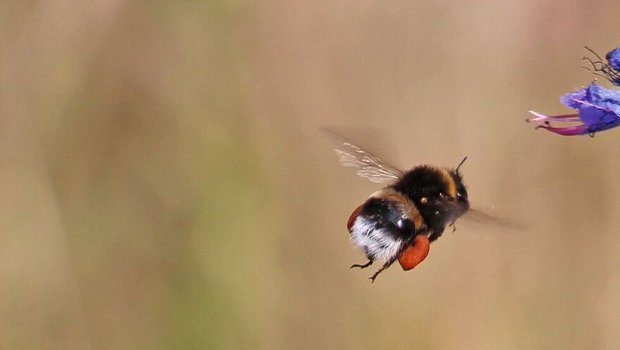 Die Erdhummel, eine häufig gezüchtete Wildbiene, die später zur Bestäubungin landwirtschaftlichen Kulturen ausgebracht wird.