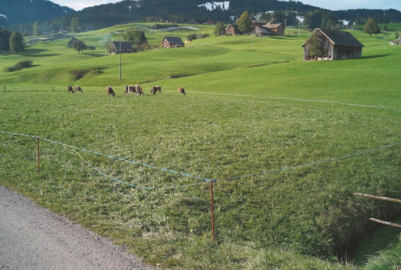 Gutes Weidemanagement zahlt sich acuh bei feuchten Witterungsverhältnisen aus. Trittschäden kommen wesentlich seltener vor. Bild: Voji Pavlovic