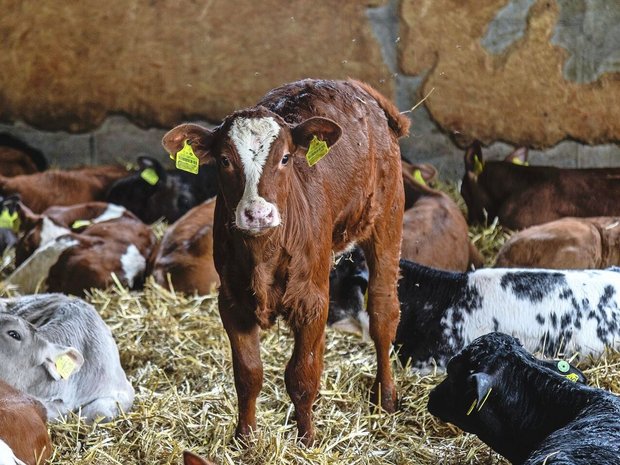 Rund die Hälfte der in der Kälberhaltung eingesetzten Antibiotika dürfte im Zusammenhang mit M.-bovis-Infektionen stehen. 