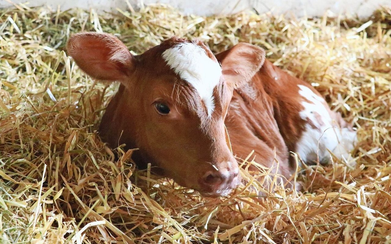 Ein tiefes Strohbett sorgt dafür, dass sich die Kälber einnisten können. So entsteht ausreichend Wärme, die die Tiere vor Krankheiten schützt.