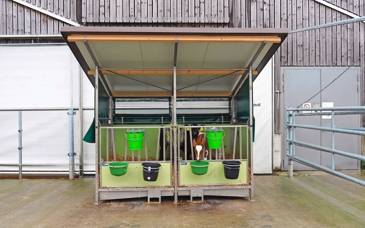 Im Gegensatz zu Iglus kann man in Kälberhütten z. B. beim Entmisten aufrecht stehen. Dies macht die Arbeit deutlich komfortabler.