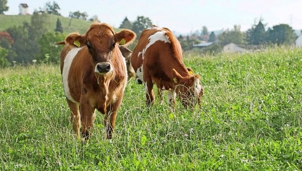 Ein angepasstes Weidemanagement ist eine mögliche Alternative zu Entwurmungsmitteln bei jungen Rindern. 