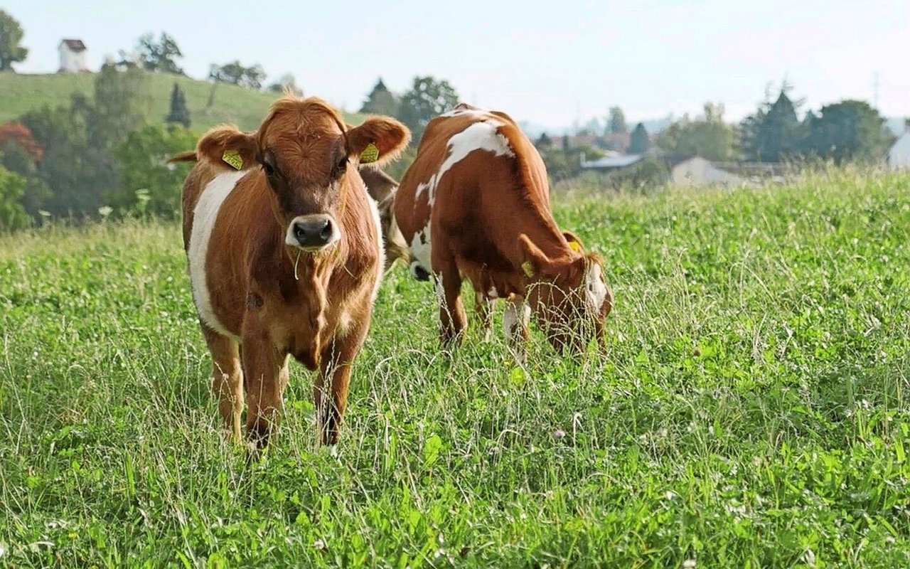 Ein angepasstes Weidemanagement ist eine mögliche Alternative zu Entwurmungsmitteln bei jungen Rindern. 