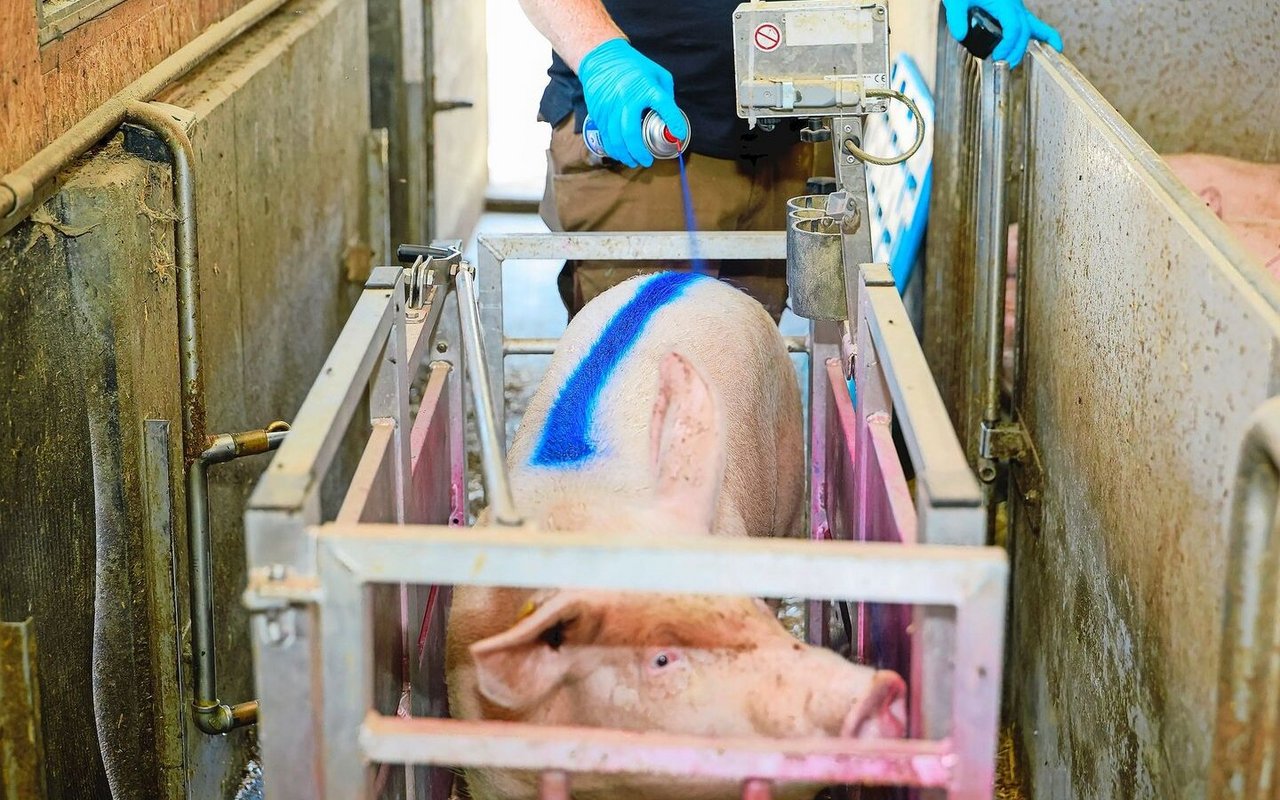 Die Schweine, welche in der folgenden Woche schlachtreif sind, kennzeichnet Silvan Vogel mithilfe einer Spraydose. 