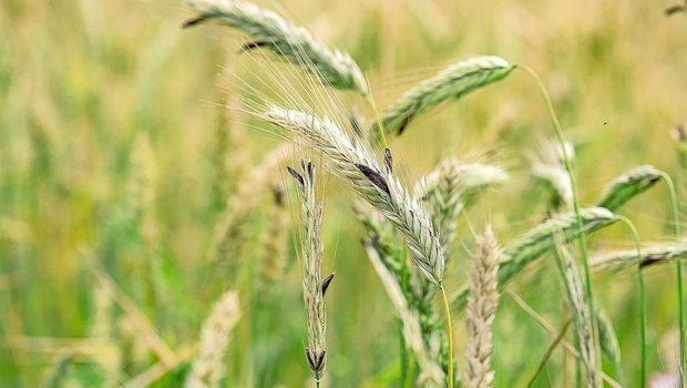 Roggen ist besonders anfällig für Mutterkorn, weil die Kultur als obligater Fremdbestäuber länger offen abblüht und so einen längeren Zeithorizont für eine Infektion bietet.