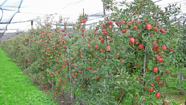 Erntereife Äpfel in einer Obstanlage. Nach der Ernte folgen die zeitintensiven Formierungs- und Schnittarbeiten. Bild: Hanna Schmidiger