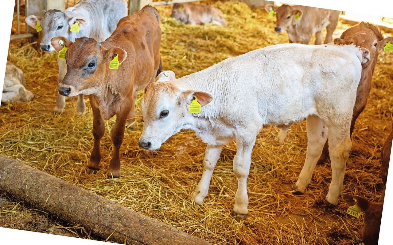 Kälber stehen im Stall auf Stroh.