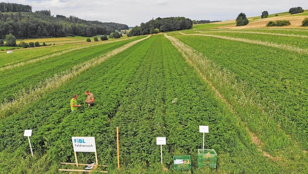 Landwirt Christoph Hauert (links) mit FiBL-Berater Tobias Gelencsér auf dem Gerbehof. Angebaut wurden vier Versuchssorten. Bild: Thomas Alföldi 