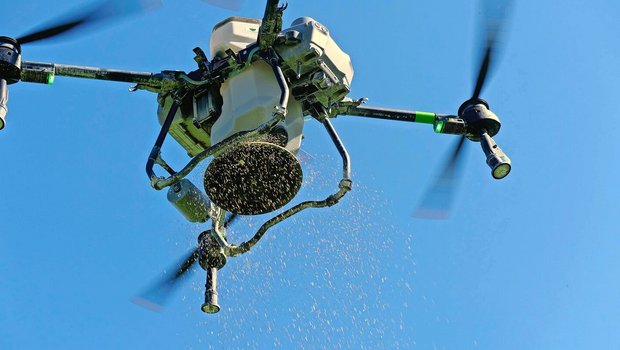 Anfang Sommer 2025 flog die Drohne über Tobias Burrens Ackerbohnen und säte eine Klee-Gras-Mischung mit 10 bis 13 kg/ha aus.