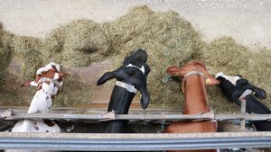 Milchleistungsprüfung MLP Holstein und Red Holstein-Kühe fressen an der Futterachs eine Totalmischration. Fotografiert wurde aus der Vogelperspektive.