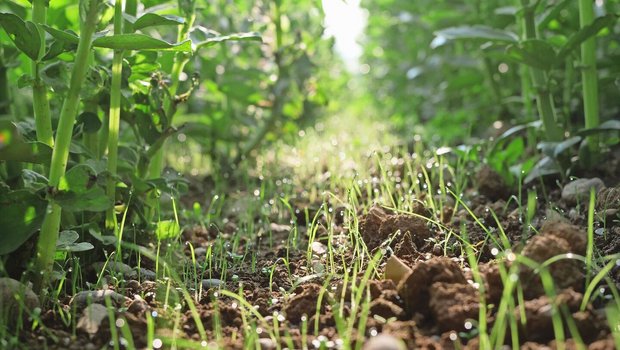 Die Fahrgasse des gestriegelten Feldes, elf Tage nach der Saat. Da die Gassen etwas mehr Licht bekommen, sind diese auch schon am weitesten entwickelt.
