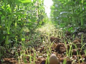 Die Fahrgasse des ge Die Fahrgasse des gestriegelten Feldes, elf Tage nach der Saat. Da die Gassen etwas mehr Licht bekommen, sind diese auch schon am weitesten entwickelt.
