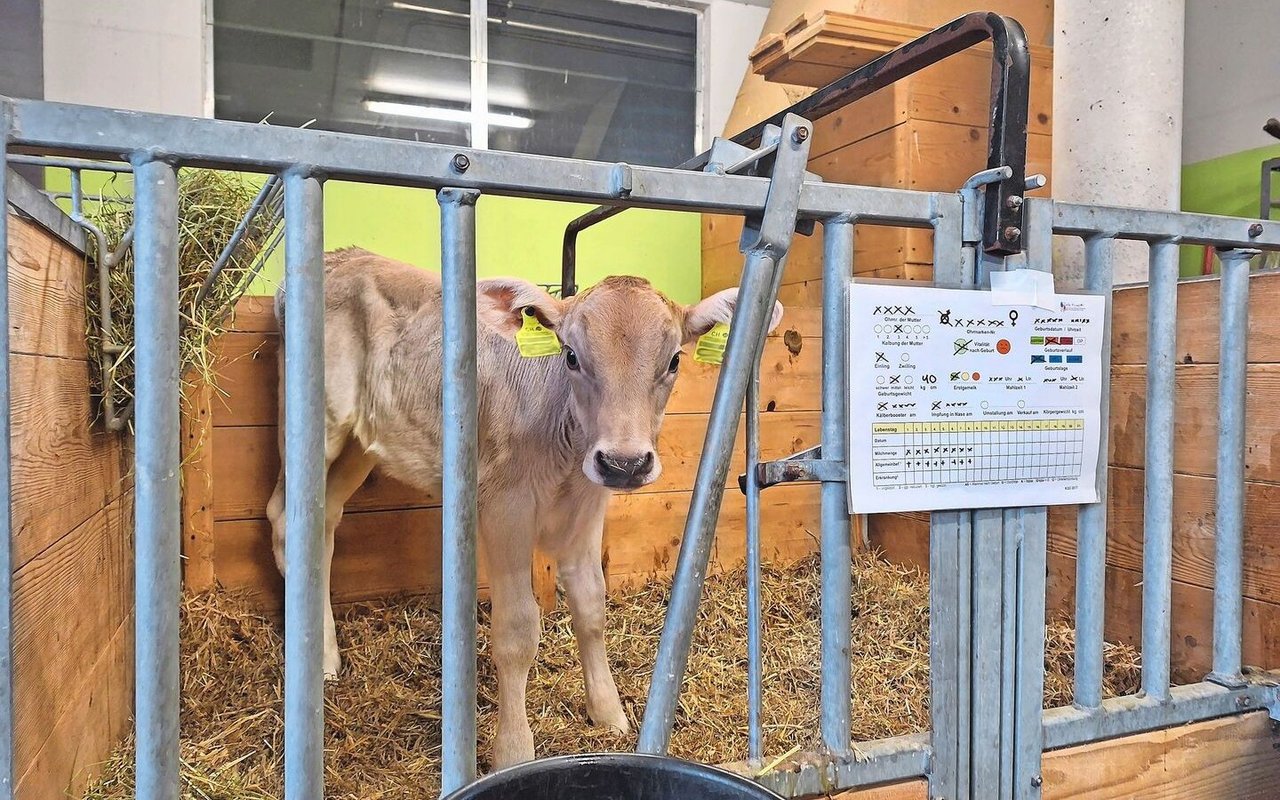 Auf der Kälberkarte können alle wichtigen Informationen der ersten Lebenstage eines Kalbes notiert werden.