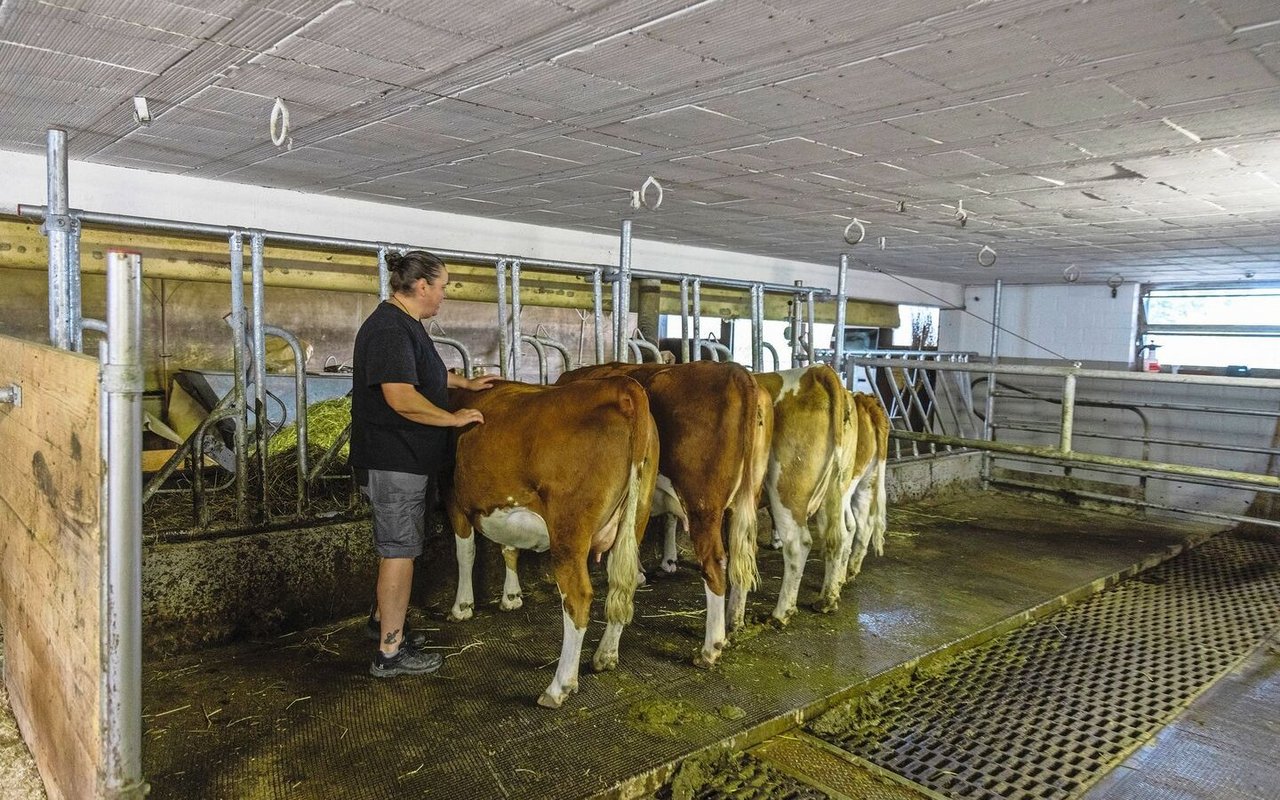 Am vorhandenen Anbindestall konnten dank der kleinen Hinterwälder-Mutterkühe die Abmessungen am Läger für die weitere Nutzung belassen werden.