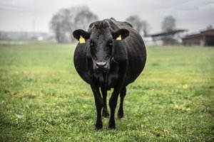 Die vierjährige Kuh Bijou ist eine typische Kiwi-Cross. Bild: Pia Neuenschwander