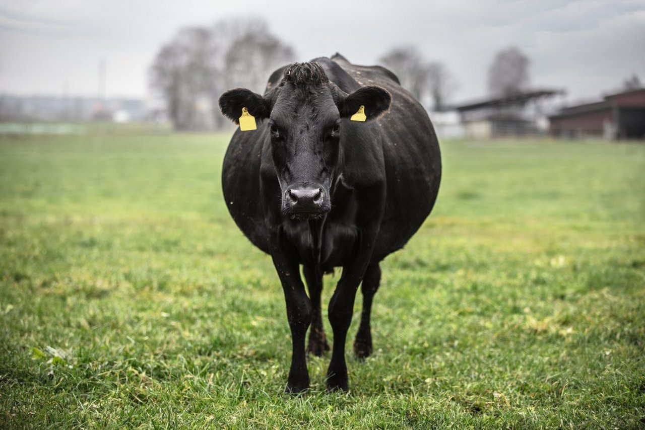 Die vierjährige Kuh Bijou ist eine typische Kiwi-Cross. Bild: Pia Neuenschwander